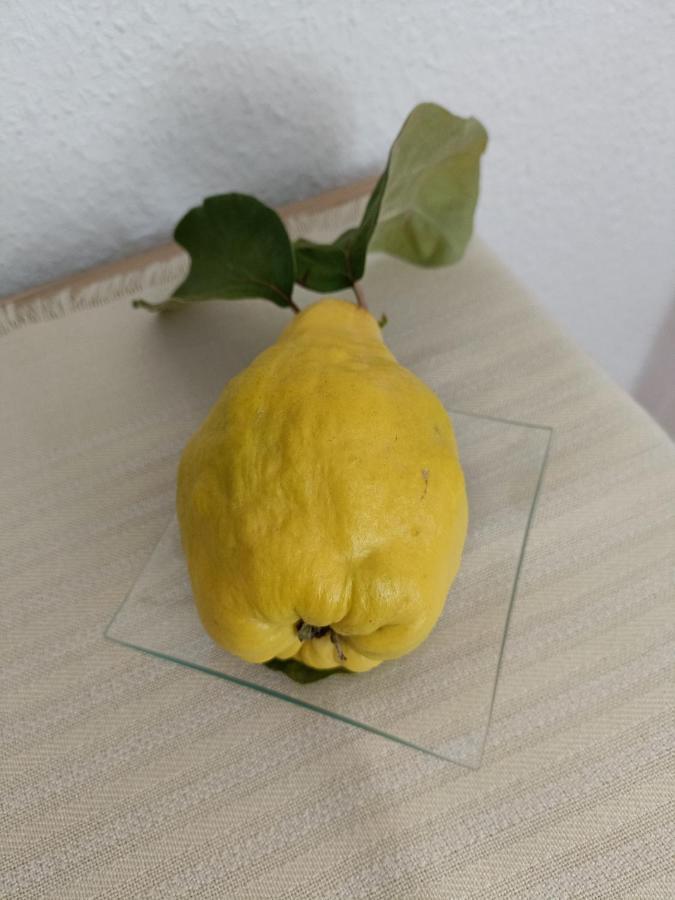 莫林博客尔斯博格公寓 魏玛 外观 照片